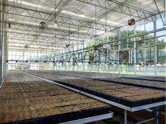 <b>内甚至周边地域的主要柑橘苗木出产</b>